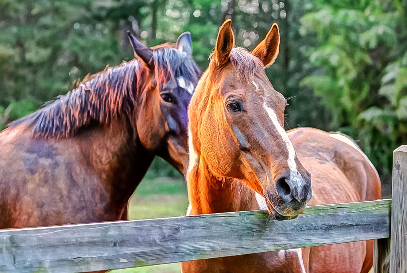Horse stable photography by Jesse Samples Allen Tate Realtors